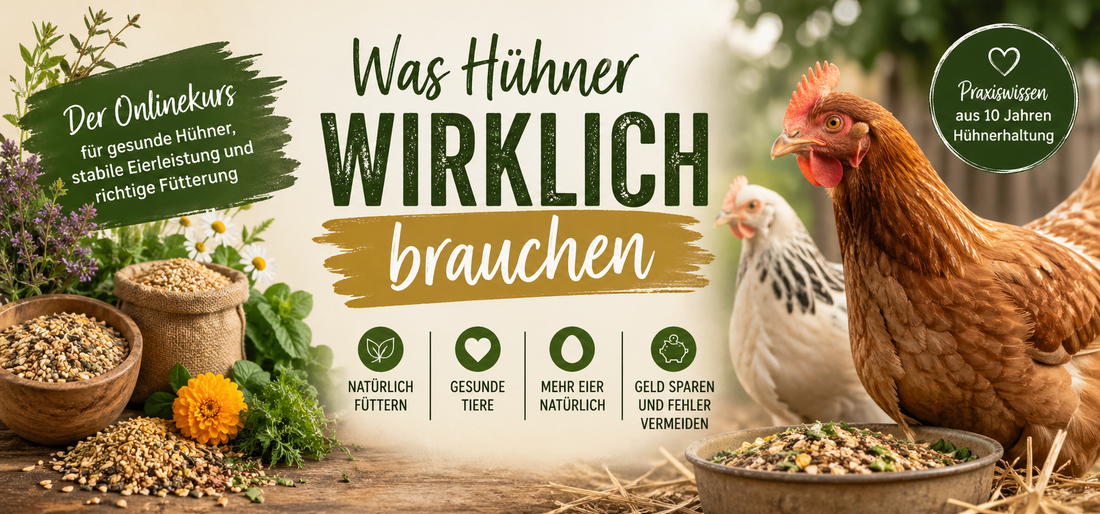 Kurs ,,Das Futtergeheimnis für gesunde Hühner"